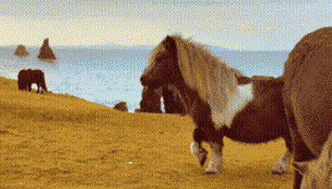 Wander image 7