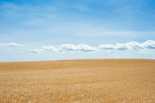 Wander image 37
